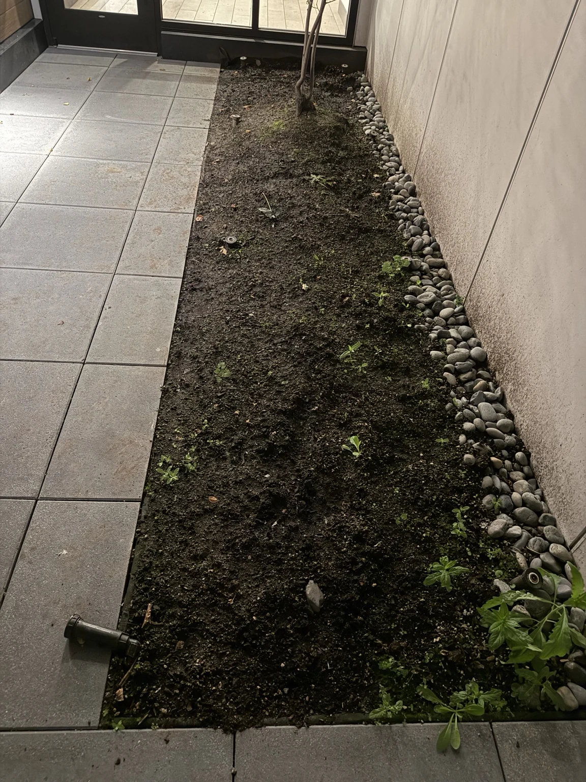 Before: Tapestry apartment garden bed rock conversion in Seattle, Washington — view 2